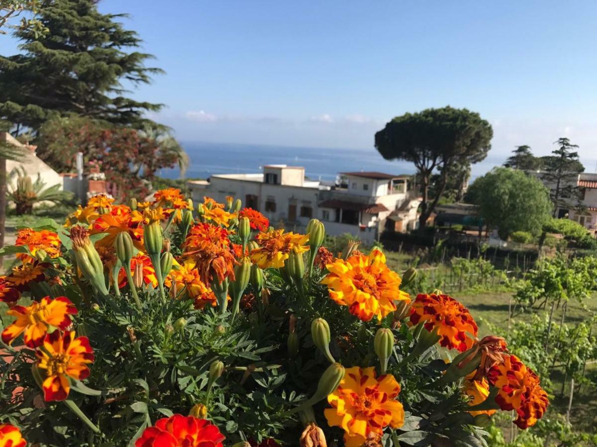 Villa Araucaria Casamicciola Terme Buitenkant foto